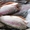 Оптовые поставки морской с/м рыбы и рыбных консервов из Мурманска. #11110