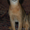 Абиссинские котяшки - Изображение #2, Объявление #78409