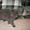 дымчатый котенок - Изображение #2, Объявление #265930