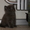 дымчатый котенок - Изображение #1, Объявление #265930