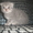 Продам шотландских вислоухих котят - Изображение #3, Объявление #311073