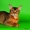 Абиссинские котята из питомника Мирабелла Кэт - Изображение #2, Объявление #340631