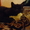 Котенок породы Шотландская вислоухая  - Изображение #1, Объявление #428679