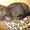 Котенок породы Шотландская вислоухая  - Изображение #2, Объявление #428679