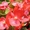 однолетние цветы рассада - Изображение #3, Объявление #528644