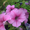 однолетние цветы рассада - Изображение #4, Объявление #528644