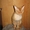 Рыжий кот девон рекс - Изображение #1, Объявление #660145