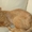 Рыжий кот девон рекс - Изображение #3, Объявление #660145