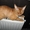 Рыжий кот девон рекс - Изображение #4, Объявление #660145