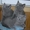 Британские короткошерстные котята в Курске #921661