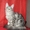 Котик мейн-куна (енотовидной кошки) в Курске - Изображение #3, Объявление #921671