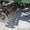 борона дисковая John Deere 235 - Изображение #3, Объявление #968805