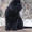 Медвежата. Щенки  ньюфаундленда  - Изображение #1, Объявление #1183536
