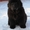 Медвежата. Щенки  ньюфаундленда  - Изображение #2, Объявление #1183536
