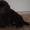 Коричневые и черные щенки ньюфаундленда - Изображение #1, Объявление #1208580