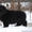 Коричневые и черные щенки ньюфаундленда - Изображение #4, Объявление #1208580