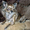 Пропала собачка ЧихуаХуа - Изображение #1, Объявление #1471297