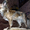 Пропала собачка ЧихуаХуа - Изображение #3, Объявление #1471297