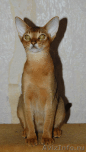 Абиссинские котяшки - Изображение #3, Объявление #78409