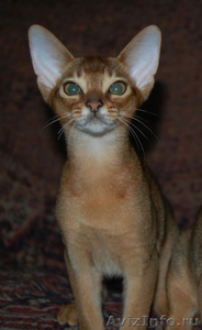 Абиссинские котяшки - Изображение #2, Объявление #78409