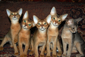 Абиссинские котяшки - Изображение #1, Объявление #78409