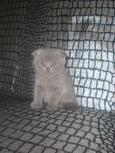 Продам шотландских вислоухих котят - Изображение #2, Объявление #311073