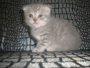 Продам шотландских вислоухих котят - Изображение #3, Объявление #311073