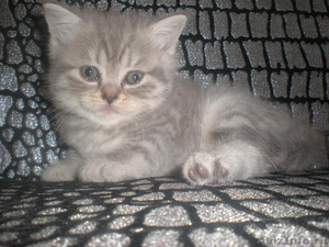 Продам шотландских вислоухих котят - Изображение #4, Объявление #311073