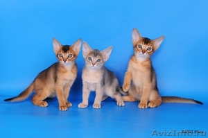 Абиссинские котята из питомника Мирабелла Кэт - Изображение #1, Объявление #340631