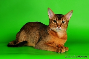 Абиссинские котята из питомника Мирабелла Кэт - Изображение #2, Объявление #340631