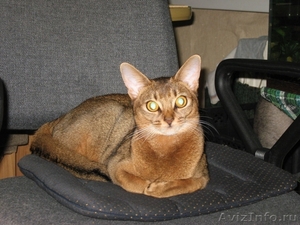 Абиссинские котята из питомника Мирабелла Кэт - Изображение #3, Объявление #340631