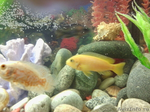  аквариум с рыбками - Изображение #2, Объявление #473531