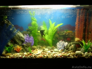  аквариум с рыбками - Изображение #1, Объявление #473531