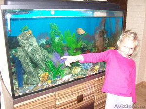  аквариум с рыбками - Изображение #4, Объявление #473531
