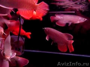  Красивый аквариум чили красный arowana на продажу - Изображение #1, Объявление #495047