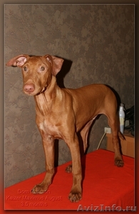 Щенки Фараоновой собаки - Изображение #4, Объявление #561699