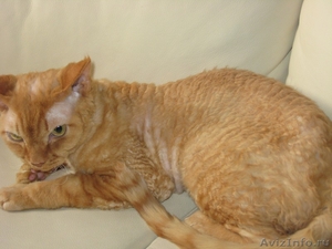 Рыжий кот девон рекс - Изображение #3, Объявление #660145