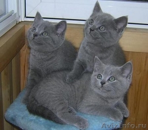 Британские короткошерстные котята в Курске - Изображение #1, Объявление #921661