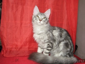 Котик мейн-куна (енотовидной кошки) в Курске - Изображение #3, Объявление #921671