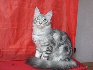 Котик мейн-куна (енотовидной кошки) в Курске - Изображение #2, Объявление #921671