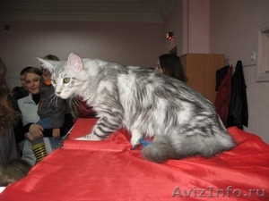 Котик мейн-куна (енотовидной кошки) в Курске - Изображение #4, Объявление #921671