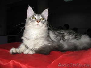 Котик мейн-куна (енотовидной кошки) в Курске - Изображение #1, Объявление #921671