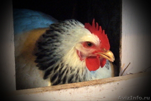 Яйцо инкубационное куриное (Адлер Серебристый) - Изображение #2, Объявление #1074661