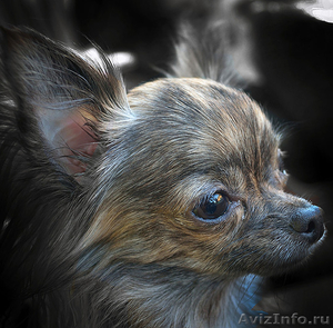 Пропала собачка ЧихуаХуа - Изображение #4, Объявление #1471297