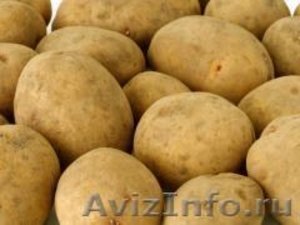 Семенной картофель из Беларуси в Курске - Изображение #1, Объявление #1496692